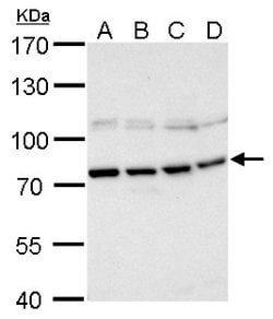 Invitrogen PABP Polyclonal Antibody 100 &mu;L; Unconjugated:Antibodies,