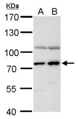 Invitrogen PABP Polyclonal Antibody 100 &mu;L; Unconjugated:Antibodies,
