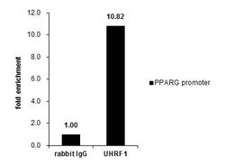 Invitrogen UHRF1 Polyclonal Antibody 100 &mu;L; Unconjugated:Antibodies,