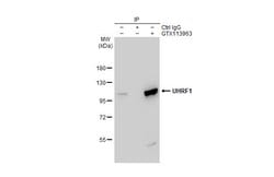 Invitrogen UHRF1 Polyclonal Antibody 100 &mu;L; Unconjugated:Antibodies,