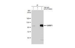 Invitrogen UHRF1 Polyclonal Antibody 100 &mu;L; Unconjugated:Antibodies,