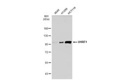 Invitrogen UHRF1 Polyclonal Antibody 100 &mu;L; Unconjugated:Antibodies,