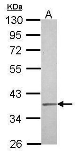 Invitrogen IGBP1 Polyclonal Antibody 100 μL; Unconjugated:Antibodies,