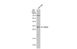 Invitrogen FHL2 Polyclonal Antibody 100 &mu;L; Unconjugated:Antibodies,