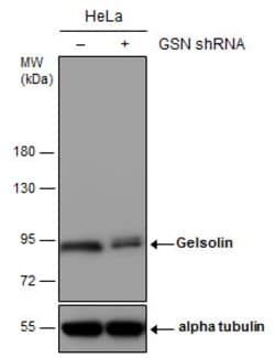 Invitrogen Gelsolin Polyclonal Antibody 100 &mu;L; Unconjugated:Anticuerpos