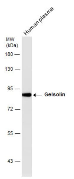 Invitrogen Gelsolin Polyclonal Antibody 100 &mu;L; Unconjugated:Anticuerpos