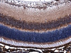 Invitrogen PEDF Polyclonal Antibody 100 &mu;L | Buy Online | Invitrogen&trade; | Fisher Scientific