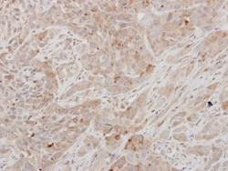 Invitrogen Prolactin Polyclonal Antibody 100 &mu;L; Unconjugated:Antibodies,