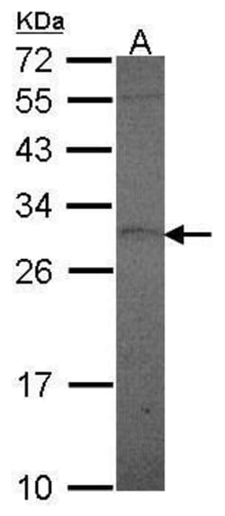 Invitrogen Prolactin Polyclonal Antibody 100 &mu;L; Unconjugated:Antibodies,