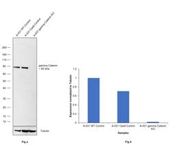 Invitrogen gamma Catenin Polyclonal Antibody 100 &mu;L; Unconjugated:Antibodies,