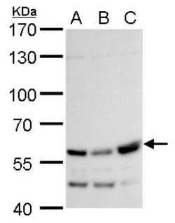 Invitrogen Rhotekin Polyclonal Antibody 100 &mu;L; Unconjugated:Antibodies,
