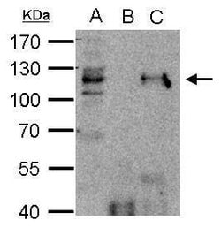 Invitrogen HDAC7 Polyclonal Antibody 100 &mu;L; Unconjugated:Antibodies,