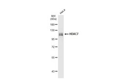 Invitrogen HDAC7 Polyclonal Antibody 100 &mu;L; Unconjugated:Antibodies,
