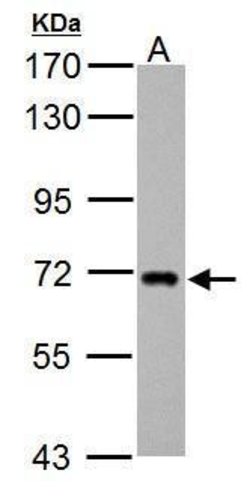 Invitrogen ZDHHC17 Polyclonal Antibody 100 &mu;L; Unconjugated:Antibodies,