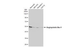 Invitrogen ANGPTL4 Polyclonal Antibody 100 &mu;L; Unconjugated:Antibodies,