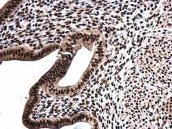 Invitrogen SFPQ Polyclonal Antibody 100 &mu;L; Unconjugated:Antibodies,
