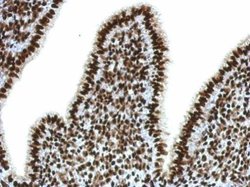 Invitrogen SFPQ Polyclonal Antibody 100 &mu;L; Unconjugated:Antibodies,