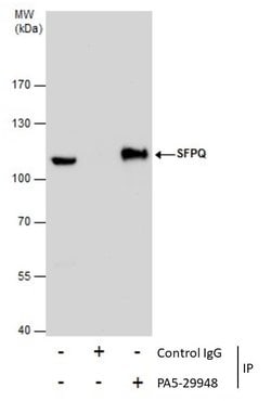Invitrogen SFPQ Polyclonal Antibody 100 &mu;L; Unconjugated:Antibodies,