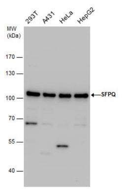 Invitrogen SFPQ Polyclonal Antibody 100 &mu;L; Unconjugated:Antibodies,
