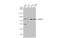 Invitrogen SFPQ Polyclonal Antibody 100 &mu;L; Unconjugated:Antibodies,