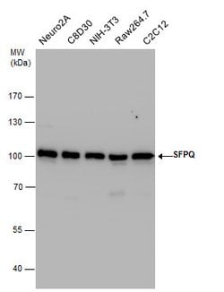 Invitrogen SFPQ Polyclonal Antibody 100 &mu;L; Unconjugated:Antibodies,