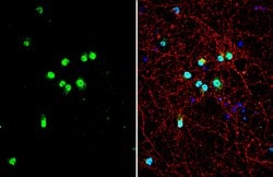 Invitrogen TDP-43 Polyclonal Antibody 100 &mu;L; Unconjugated:Antibodies,