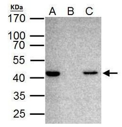 Invitrogen TDP-43 Polyclonal Antibody 100 &mu;L; Unconjugated:Antibodies,