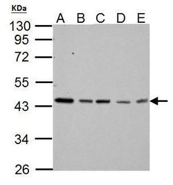 Invitrogen TDP-43 Polyclonal Antibody 100 &mu;L; Unconjugated:Antibodies,