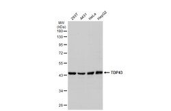 Invitrogen TDP-43 Polyclonal Antibody 100 &mu;L; Unconjugated:Antibodies,