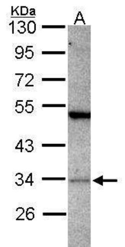 Invitrogen PACT Polyclonal Antibody 100 &mu;L; Unconjugated:Antibodies,