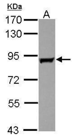 Invitrogen GAB2 Polyclonal Antibody 100 &mu;L | Buy Online | Invitrogen&trade; | Fisher Scientific