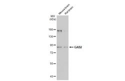 Invitrogen GAB2 Polyclonal Antibody 100 &mu;L | Buy Online | Invitrogen&trade; | Fisher Scientific