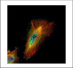 Invitrogen ABCF1 Polyclonal Antibody 100 &mu;L; Unconjugated:Antibodies,