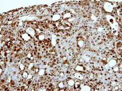 Invitrogen CAPG Polyclonal Antibody 100 &mu;L; Unconjugated:Antibodies,