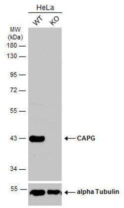 Invitrogen CAPG Polyclonal Antibody 100 &mu;L; Unconjugated:Antibodies,