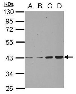 Invitrogen CHAD Polyclonal Antibody 100 &mu;L; Unconjugated:Antibodies,