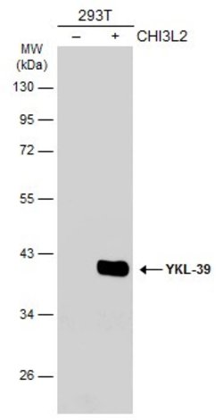 CHI3L2 Polyclonal Antibody, Invitrogen 100 &mu;L | Buy Online | Thermo Scientific | Fisher Scientific