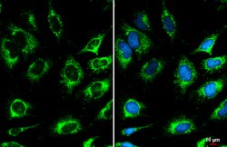 Invitrogen COX4 Polyclonal Antibody 100 μL; Unconjugated:Antibodies,