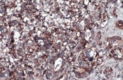 Invitrogen COX4 Polyclonal Antibody 100 μL; Unconjugated:Antibodies,