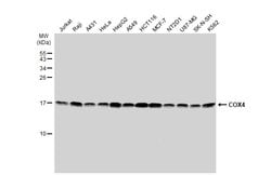 Invitrogen COX4 Polyclonal Antibody 100 μL; Unconjugated:Antibodies,