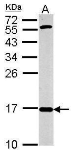Invitrogen COX4 Polyclonal Antibody 100 μL; Unconjugated:Antibodies,