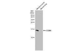 Invitrogen COX4 Polyclonal Antibody 100 μL; Unconjugated:Antibodies,