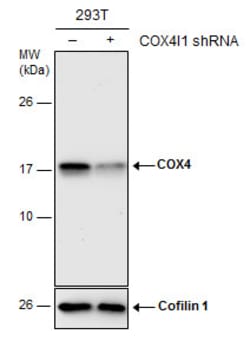 Invitrogen COX4 Polyclonal Antibody 100 μL; Unconjugated:Antibodies,