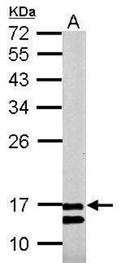 Invitrogen COX4 Polyclonal Antibody 100 μL; Unconjugated:Antibodies,