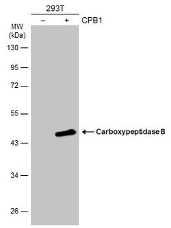 Invitrogen Carboxypeptidase B1 Polyclonal Antibody 100 &mu;L; Unconjugated:Antibodies,