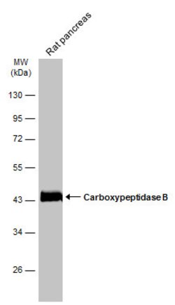 Invitrogen Carboxypeptidase B1 Polyclonal Antibody 100 &mu;L; Unconjugated:Antibodies,