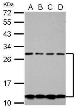 Invitrogen CSH2 Polyclonal Antibody 100 &mu;L; Unconjugated:Antibodies,