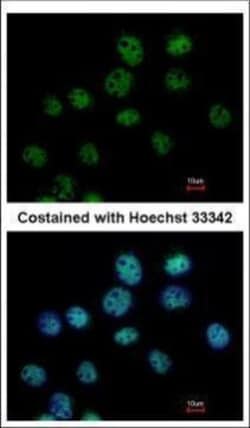 Invitrogen CSTF1 Polyclonal Antibody 100 &mu;L; Unconjugated:Antibodies,