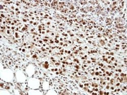 Invitrogen CSTF1 Polyclonal Antibody 100 &mu;L; Unconjugated:Antibodies,