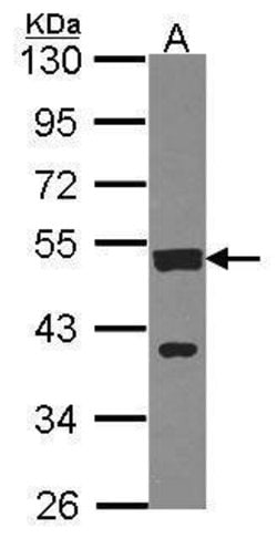 Invitrogen CSTF1 Polyclonal Antibody 100 &mu;L; Unconjugated:Antibodies,
